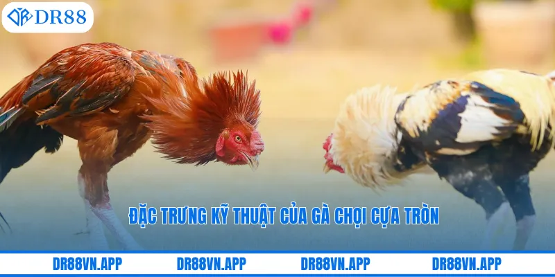 Đặc trưng kỹ thuật của gà chọi cựa tròn Đặc trưng kỹ thuật của gà chọi cựa tròn