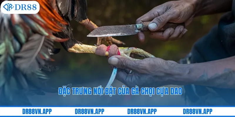 Đặc trưng nổi bật của gà chọi cựa dao