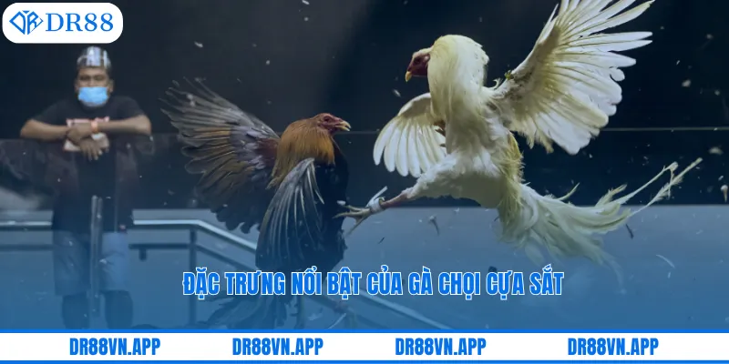 Đặc trưng nổi bật của gà chọi cựa sắt Đặc trưng nổi bật của gà chọi cựa sắt