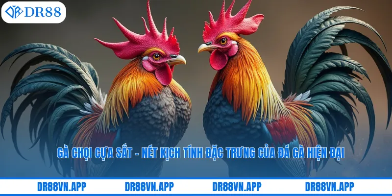 Gà Chọi Cựa Sắt – Nét Kịch Tính Đặc Trưng Của Đá Gà Hiện Đại 1 Gà Chọi Cựa Sắt – Nét Kịch Tính Đặc Trưng Của Đá Gà Hiện Đại