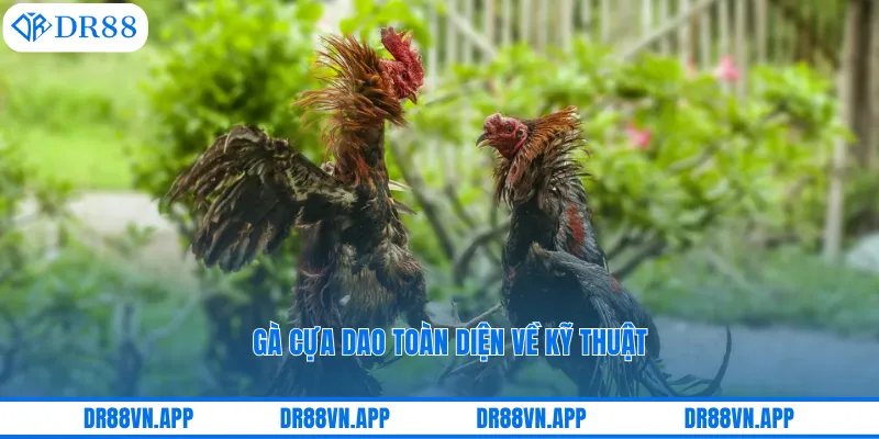 Gà cựa dao toàn diện về kỹ thuật