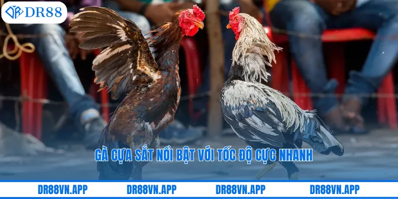 Gà cựa sắt nổi bật với tốc độ cực nhanh Gà cựa sắt nổi bật với tốc độ cực nhanh