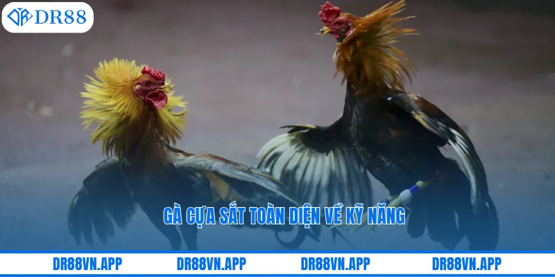 Gà cựa sắt toàn diện về kỹ năng Gà cựa sắt toàn diện về kỹ năng