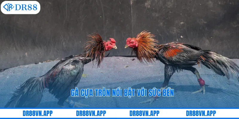 Gà cựa tròn nổi bật với sức bền Gà cựa tròn nổi bật với sức bền