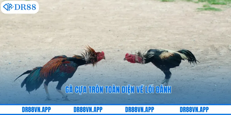 Gà cựa tròn toàn diện về lối đánh Gà cựa tròn toàn diện về lối đánh